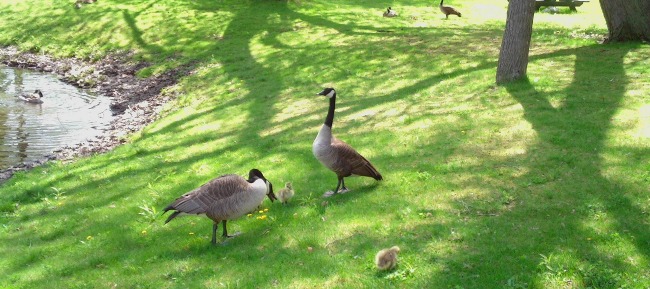 Local Wildlife Abounds!